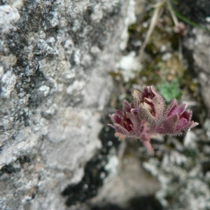 Photographie n°24950 du taxon Saxifraga media Gouan [1773]