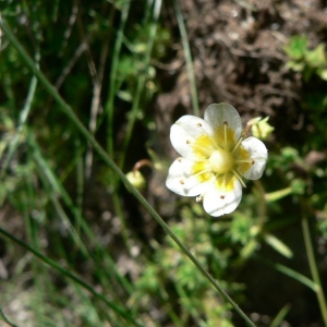 Photographie n°24951 du taxon Saxifraga aspera L. [1753]