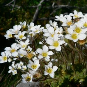 Saxifraga cebennensis Rouy & E.G.Camus (Saxifrage des Causses)