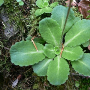 Photographie n°24956 du taxon Saxifraga umbrosa L. [1762]