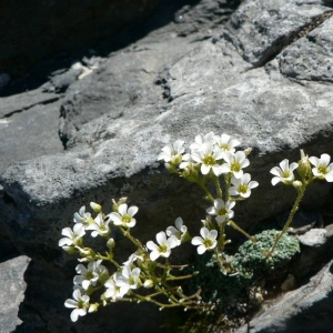 Photographie n°24958 du taxon Saxifraga caesia L. [1753]