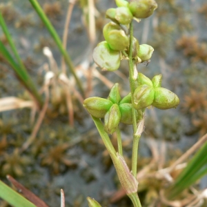 Photographie n°24961 du taxon Scheuchzeria palustris L. [1753]