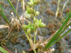 Mathieu MENAND, le 23 juillet 2009 (Finlande)