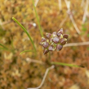 Scheuchzeria palustris L. (Scheuchzérie des marais)