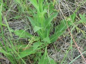 Mathieu MENAND, le 23 juin 2006 (Olonne-sur-Mer)