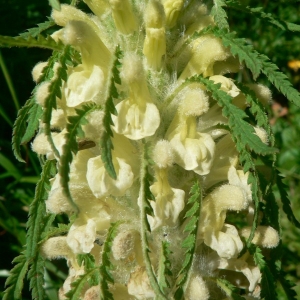 Photographie n°24981 du taxon Pedicularis foliosa L. [1767]