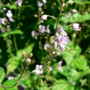 Photographie n°24986 du taxon Veronica urticifolia Jacq. [1773]