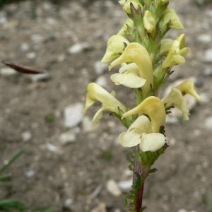 Photographie n°24987 du taxon Pedicularis ascendens Schleich. ex Gaudin [1810]