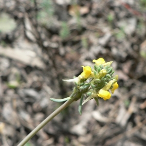 Photographie n°24988 du taxon Linaria simplex (Willd.) DC. [1805]