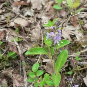 Photographie n°24991 du taxon Veronica officinalis L. [1753]