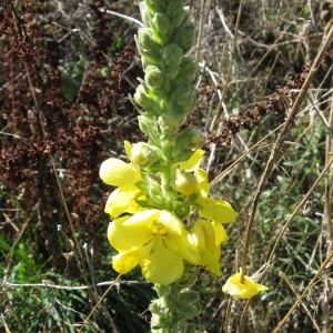 Photographie n°24992 du taxon Verbascum densiflorum Bertol. [1810]