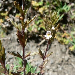 Photographie n°24994 du taxon Euphrasia salisburgensis Funck [1794]