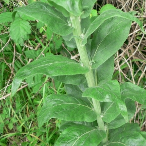 Photographie n°24996 du taxon Verbascum lychnitis L. [1753]