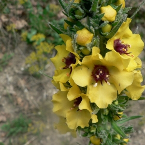 Photographie n°25001 du taxon Verbascum boerhavii L. [1767]