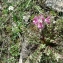  Mathieu MENAND - Pedicularis rosea subsp. allionii (Rchb.f.) Arcang. [1882]