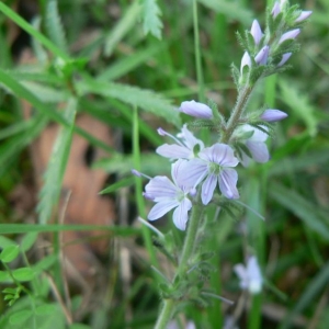 Photographie n°25014 du taxon Veronica officinalis L. [1753]