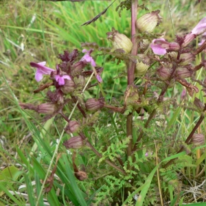 Photographie n°25015 du taxon Pedicularis palustris L. [1753]