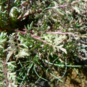  - Pedicularis rosea subsp. allionii (Rchb.f.) Arcang. [1882]