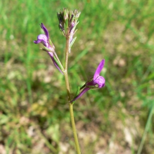 Photographie n°25018 du taxon Linaria pelisseriana (L.) Mill. [1768]