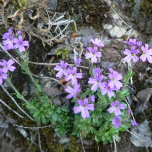 Photographie n°25020 du taxon Erinus alpinus L. [1753]