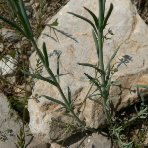 Photographie n°25024 du taxon Linaria simplex (Willd.) DC. [1805]