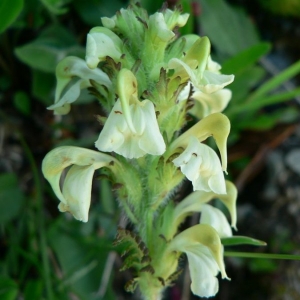 Photographie n°25037 du taxon Pedicularis tuberosa L. [1753]