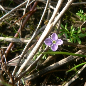  - Veronica scutellata var. scutellata