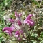  Mathieu MENAND - Pedicularis rosea subsp. allionii (Rchb.f.) Arcang. [1882]