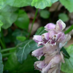 Photographie n°25045 du taxon Lathraea squamaria L. [1753]