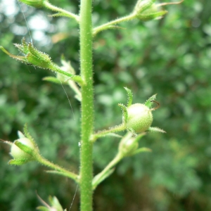 Photographie n°25046 du taxon Verbascum blattaria L. [1753]