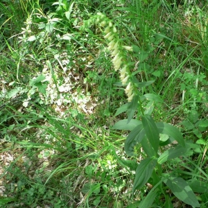 Photographie n°25051 du taxon Digitalis lutea L. [1753]