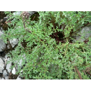 Scrophularia canina subsp. hoppei (W.D.J.Koch) P.Fourn. (Scrofulaire du Jura)