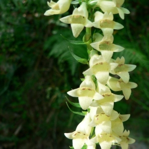 Photographie n°25056 du taxon Digitalis lutea L.