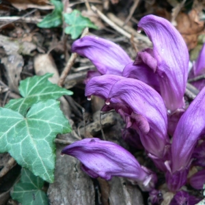 Photographie n°25059 du taxon Lathraea clandestina L. [1753]