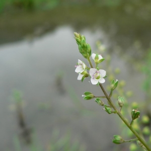 Veronica anagallis-aquatica subsp. pallidiflora Celak. (Véronique aquatique)