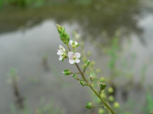 Mathieu MENAND, le 11 juillet 2008 (Saint-Pé-d'Ardet)