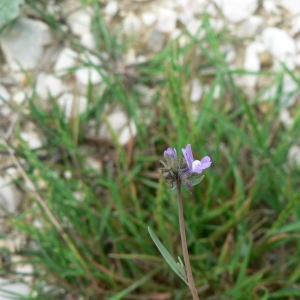 Photographie n°25066 du taxon Linaria arvensis (L.) Desf. [1799]