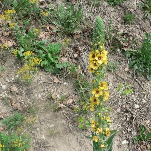 Photographie n°25070 du taxon Verbascum boerhavii L. [1767]