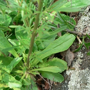 Photographie n°25074 du taxon Anarrhinum bellidifolium (L.) Willd. [1800]