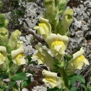 Photographie n°25075 du taxon Antirrhinum latifolium Mill. [1768]