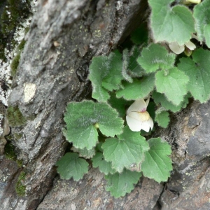 Photographie n°25088 du taxon Asarina procumbens Mill. [1768]