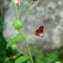  Mathieu MENAND - Scrophularia peregrina L. [1753]