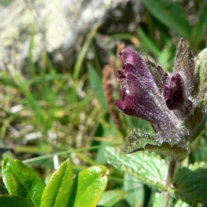 Photographie n°25092 du taxon Bartsia alpina L.