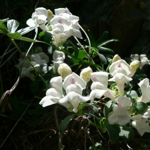  - Antirrhinum sempervirens Lapeyr. [1801]