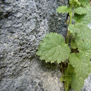 Scrophularia pyrenaica Benth. (Scrofulaire des Pyrénées)