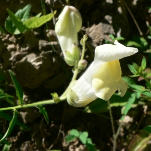 Photographie n°25097 du taxon Antirrhinum latifolium Mill. [1768]
