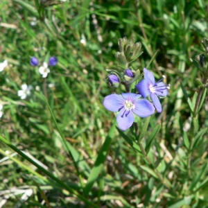 Photographie n°25098 du taxon Veronica fruticans Jacq. [1762]