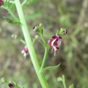 Scrophularia canina L. subsp. canina var. canina (Scrofulaire des chiens)