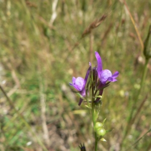 Photographie n°25107 du taxon Linaria pelisseriana (L.) Mill. [1768]