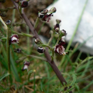  - Scrophularia canina subsp. juratensis (Schleich. ex Wydler) Bonnier & Layens [1894]